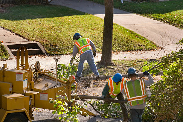 Best Root Management and Removal  in Tresckow, PA